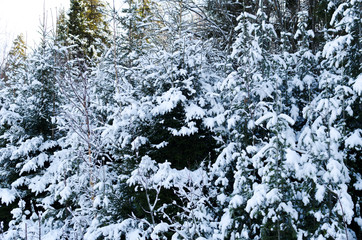 Wall Mural - snow covered spruces in winter