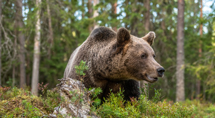 Wall Mural - adult male of brown bear in the forest. scientific name: ursus arctos. natural habitat.
