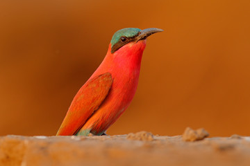 Carmine Bee-eater, Merops nubicoides, Zambezi, Mana Pools NP, Zimbabwe in Africa. Wildlife scene from Africa. Portrait of pink red bee-eater in the sand habitat. Widlife scene from nature.