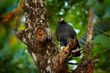 Wall Mural - Mangrove Black Hawk, Buteogallus subtilis, large bird found in Central and South America. Wildlife scene from tropical nature. Hawk in nature habitat.