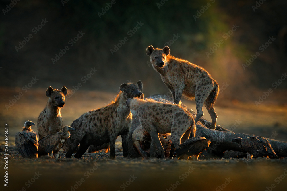 Africa wildlife. spotted hyena, Crocuta crocuta, pack with elephant carcass, Mana Pools NP, Zimbabwe in Africa. Animal behaviour, dead elephant with hyenas and vultures. Morning light in nature. - obrazy, fototapety, plakaty 