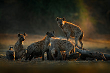 Africa Wildlife. Spotted Hyena, Crocuta Crocuta, Pack With Elephant Carcass, Mana Pools NP, Zimbabwe In Africa. Animal Behaviour, Dead Elephant With Hyenas And Vultures. Morning Light In Nature.