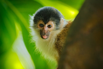 Monkey in the tropic forest vegetation. Animal, long tail in tropic forest. Squirrel monkey, Saimiri oerstedii, sitting on the tree trunk with green leaves, Corcovado NP, Costa Rica.