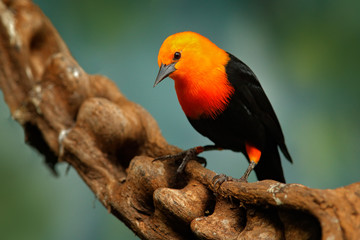 Wall Mural - Scarlet-headed Blackbird, Amblyramphus holosericeus,  black bird with orange red head in the tropic jungle forest. Blackbird sitting on the tree with green forest background, Argentina, South America.