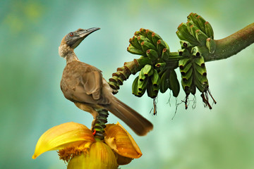Wall Mural - Helmeted friarbird, Philemon buceroides,  beautiful bird sitting on the banana tree in the green forest, Indonesia in Asia. Friarbird in the nature habitat, wildlife scene from nature, banana bloom.