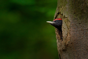 Wall Mural - Woodpecker with chick in the nesting hole. Black woodpecker in the green summer forest. Wildlife scene with black bird in the nature habitat.