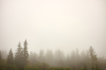 Wall Mural - Pictoresque foggy tree tops in autumn pine forest