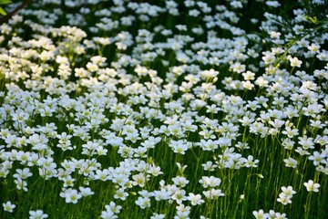 Wall Mural - Saxifrage ground cover plants in the garden carpet covers the ground.