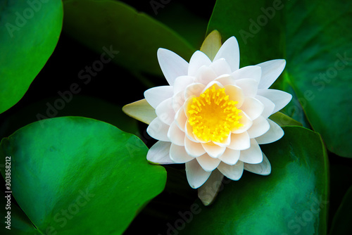 Fotomural closeup beautiful lotus flower and green leaf in pond, purity nature background,