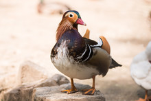 Duck Mandarin Duck. Duck Close Up