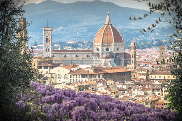 Wisteria in florence