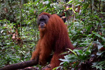 Wall Mural - Sumatran Orangutans in Gunung Leuser National Park