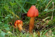 Poisonous Mushroom Hygrocybe Conica On The Forest Meadow. Known As Witch's Hat, Conical Wax Cap Or Conical Slimy Cap. Orange-red Mushroom In The Green Grass. Autumn Time On The Meadow.