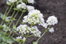 Closeup Centranthus Alba Known As Centranthus Ruber Albus With Blurred Background In Garden