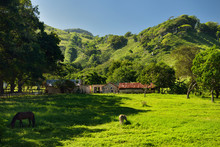 Horse And Mule Grazing On Ranch Land Beside A Mountain West Of Puerto Plata Dominican Republic