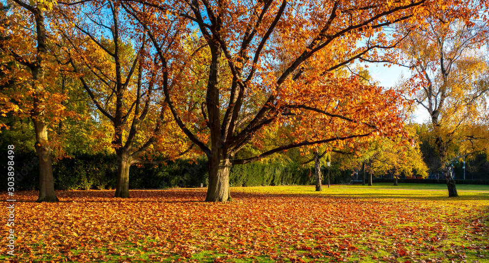 Autumn leaves and autumn trees in a park in Berlin - obrazy, fototapety, plakaty 