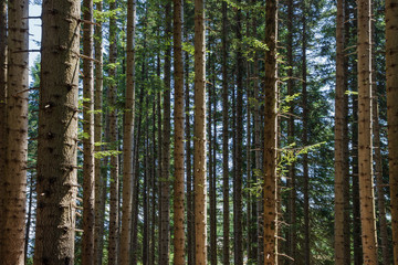 Trees in the wood during a sunny day