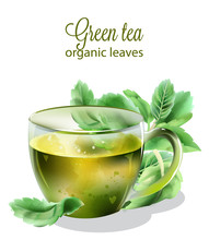Organic Green Tea In Transparent Cup With Mint Leaves. Watercolor Vector