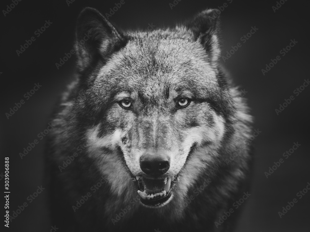 Obraz na płótnie Scary dark gray wolf (Canis lupus) w salonie