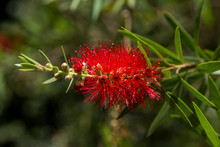Callistemon Viminalis Or Weeping Bottlebrush Tree Showing Red Inflorescences And Leaves, Kenya, East Africa