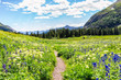 canvas print picture - Open landscape view of green wildflowers meadow and footpath trail to Ice lake near Silverton, Colorado in August 2019 summer