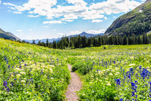 Open Landscape View Of Green Wildflowers Meadow And Footpath Trail To Ice Lake Near Silverton, Colorado In August 2019 Summer