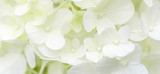 White hydrangea flowers panoramic border, banner, wedding romantic background. Flat lay.