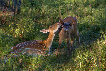 Wall Mural - Motherly love. Fallow deer doe appears to be kissing her fawn