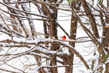 Wall Mural - One male red northern cardinal, Cardinalis, bird far distant perched on tree branch during winter snow in Virginia high angle view