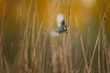 Eurasian blue tit (Cyanistes caeruleus)bird sits on reed straw.Selective focus. Light brownish background