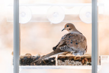 Closeup Of Single Mourning Dove Bird Sitting Perchinf On Plastic Glass Window Feeder Perch By Nuts Seeds In Virginia