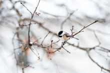 Small Black-capped Chickadee, Poecile Atricapillus, Tiny One Tit Bird Perching Closeup On Tree Branch In Virginia During Winter Snow Weather Blurry Background