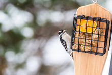 Closeup Of Suet Feeder In Virginia And Downy Woodpecker Bird Eating Orange Fruit Half With Peanut Butter And Bokeh Background During Winter