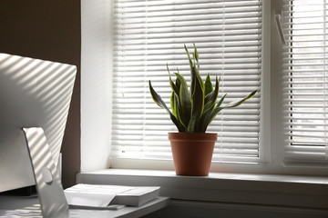 Beautiful plant on window sill. Home decor