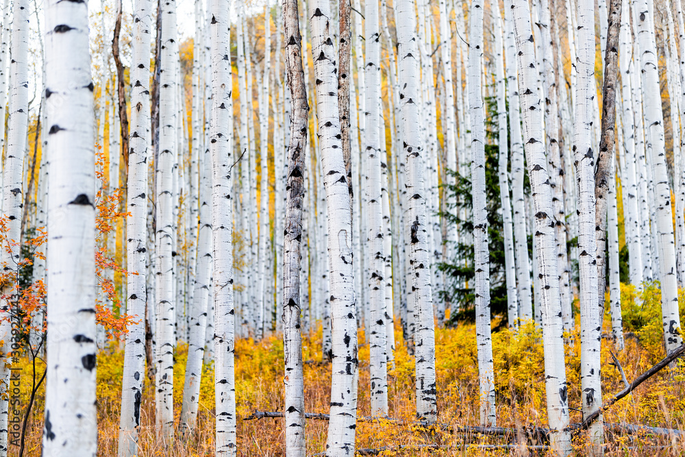 Foliage in autumn fall on Castle Creek scenic road with colorful yellow leaves on american aspen trees trunks forest in foreground in Colorado rocky mountains - obrazy, fototapety, plakaty 