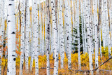 Foliage in autumn fall on Castle Creek scenic road with colorful yellow leaves on american aspen trees trunks forest in foreground in Colorado rocky mountains