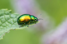 Leaf Beetle Chrysolina Graminis.