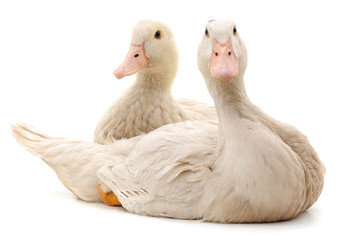 Sticker - Two white ducks.