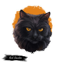York Chocolate American Breed Of Show Cat, With Long, Fluffy Black Coat. Digital Art Illustration Pussy Kitten Portrait, Fluffy Domestic Pet T-shirt Print Hand Drawn Tabby, Domestic Long-haired Cat