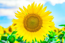 Yellow Blossoming Sunflower