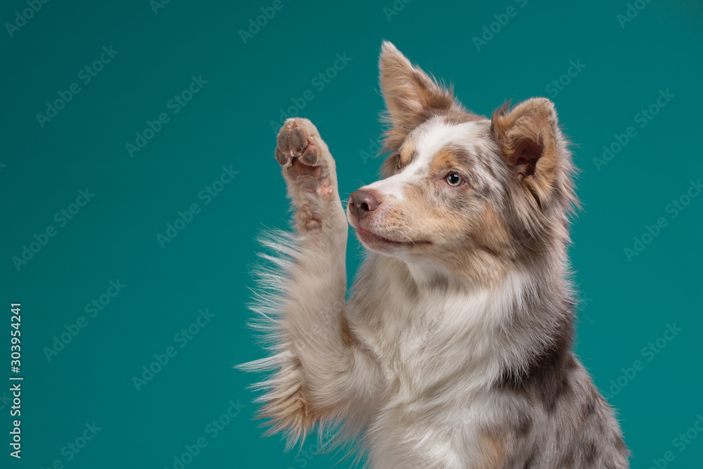 the dog waves its paw. Border Collie on a blue background. Pet in the studio - obrazy, fototapety, plakaty 