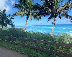 Wall Mural - palm trees on the beach