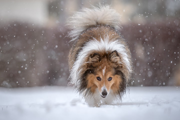 Wall Mural - dog in snow