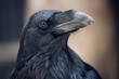 black portrait of raven