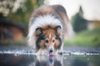 portrait of a dog drinking water
