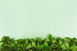 Trendy green background with fresh mint leaves border at the bottom, place for text