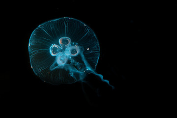 Aurelia aurita jellyfish close-up in aquarium