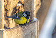 Great tit made of wooden birdhouse, winter landscape.