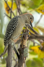 Female Red-bellied Woodpecker (Melanerpes Carolinus)  On Perch