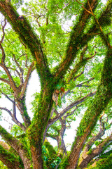 Canvas Print - Beautiful rain tree in Chiang Kham district